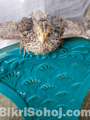২০ দিনের কোয়েল পাখি